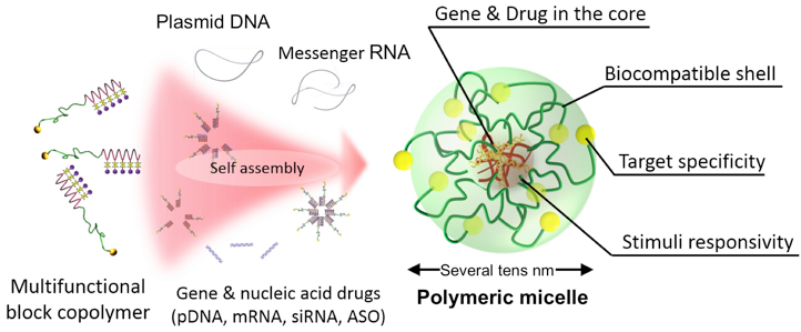 Figure 1 Polymeric micelle-based nanocarrier for smart nucleic acid delivery